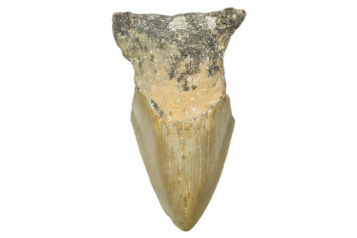 Partial, Fossil Megalodon Tooth - North Carolina #381540